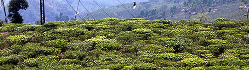 &copy; Fr�d�ric Jeorge - Tous droits r�serv�s