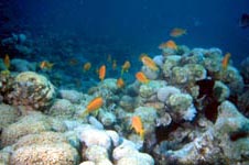 Copyright Fr�d�ric Jeorge