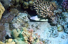 Copyright Fr�d�ric Jeorge