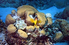 Copyright Fr�d�ric Jeorge