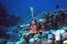 Copyright Fr�d�ric Jeorge