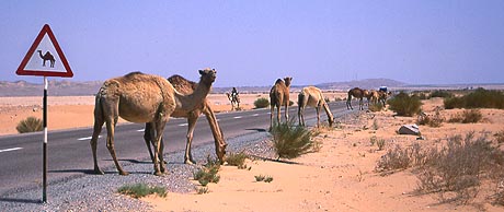 Copyright Fr�d�ric Jeorge