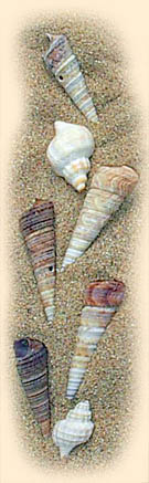 Copyright Fr�d�ric Jeorge - Tous droits r�serv�s