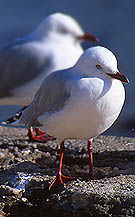 Copyright Fr�d�ric Jeorge - Tous droits r�serv�s