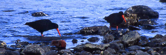 Copyright Frédéric Jeorge - Tous droits réservés