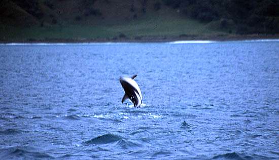 Copyright Fr�d�ric Jeorge - Tous droits r�serv�s