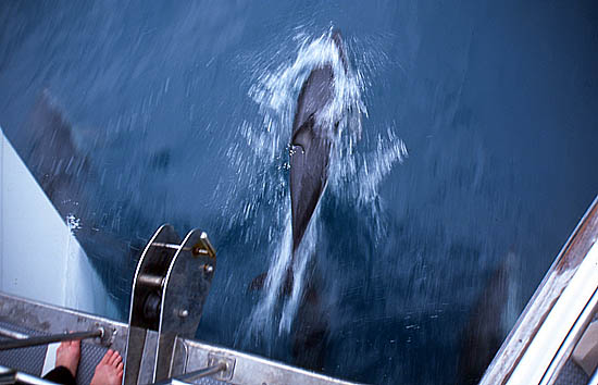 Copyright Fr�d�ric Jeorge - Tous droits r�serv�s