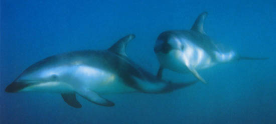 Tous droits r�serv�s