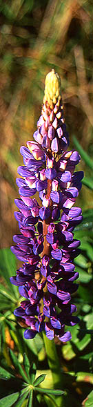 Copyright Fr�d�ric Jeorge - Tous droits r�serv�s