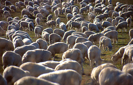 Copyright Fr�d�ric Jeorge - Tous droits r�serv�s