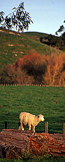 Copyright Fr�d�ric Jeorge - Tous droits r�serv�s