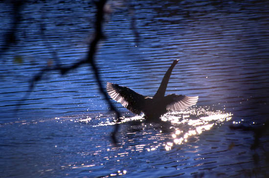 Copyright Fr�d�ric Jeorge - Tous droits r�serv�s