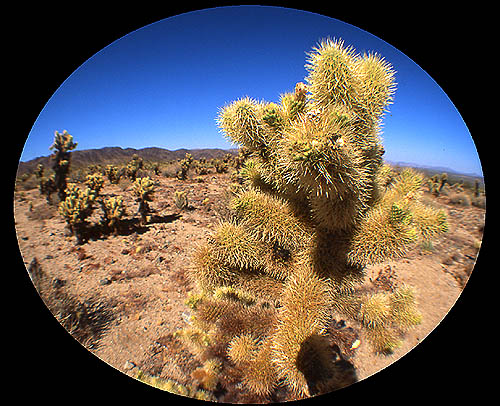 Copyright Fr�d�ric J.