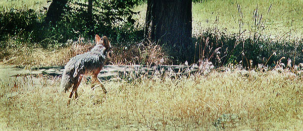 Copyright Liliane G.