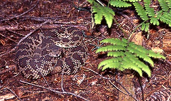 Copyright Frédéric J.