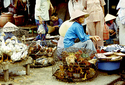 &copy; F. Jeorge ou L. Gourgeon